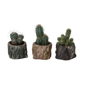 Cactaceae MIX
