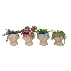 Hanging plants MIX