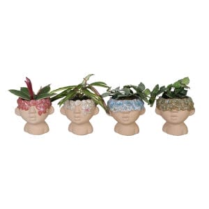 Hoya MIX