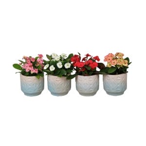 Euphorbia Milii MIX