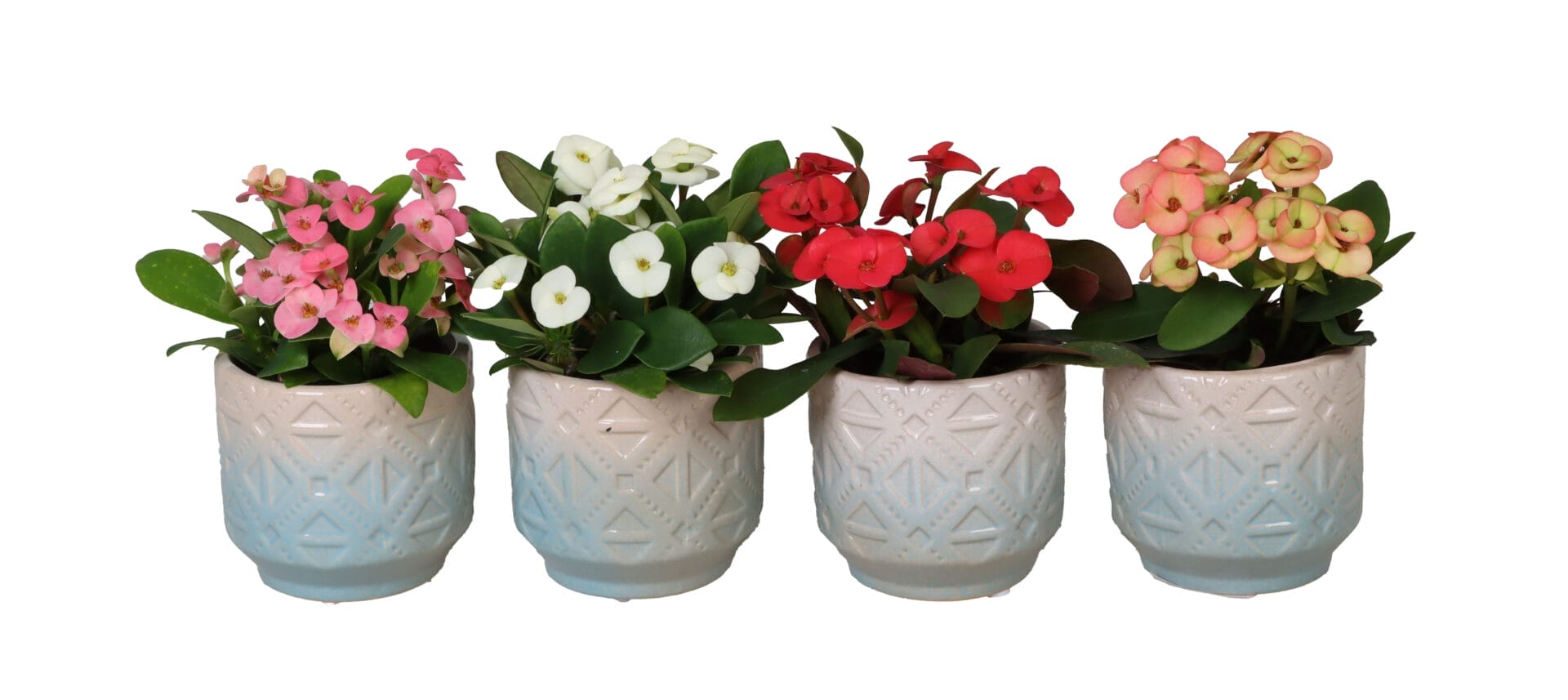 Euphorbia Milii MIX