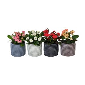 Euphorbia Milii MIX
