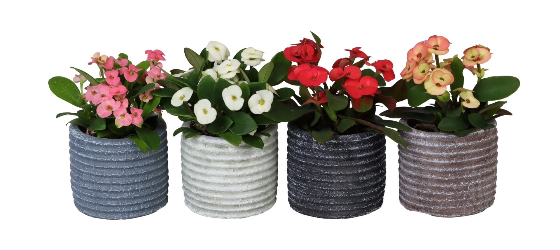 Euphorbia Milii MIX