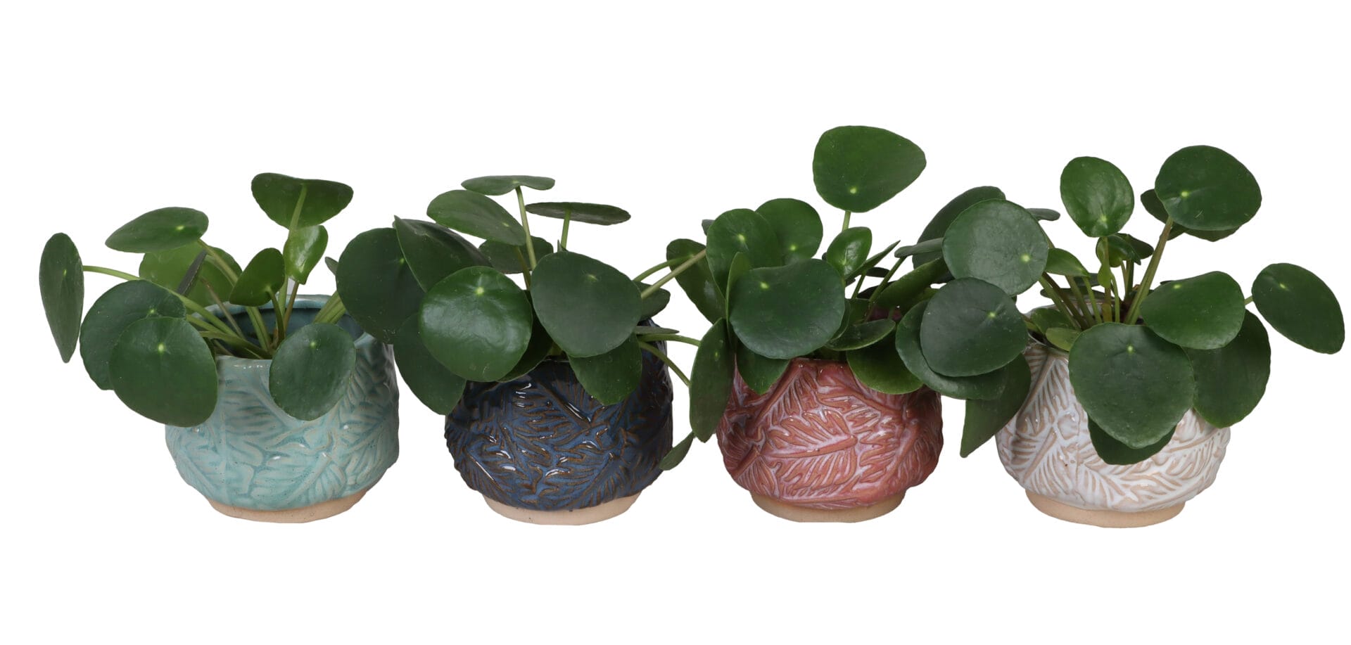 Pilea Peperomioides