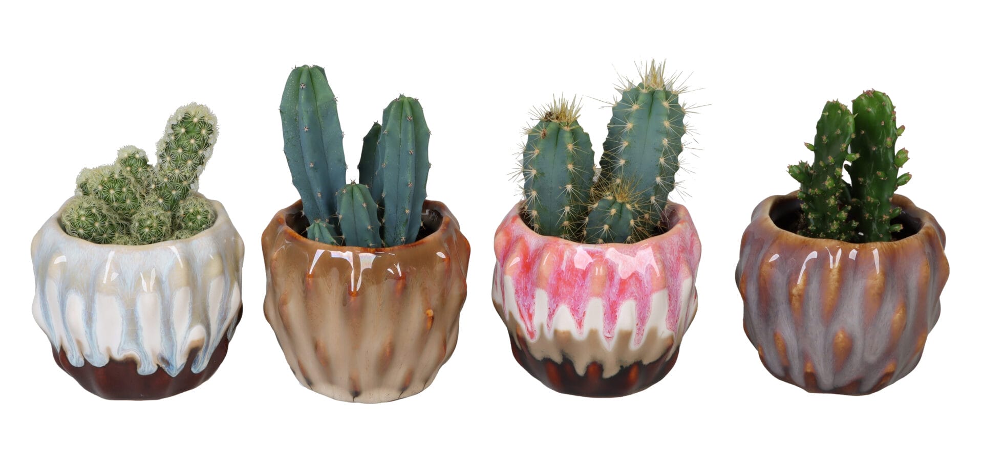 Cactaceae MIX