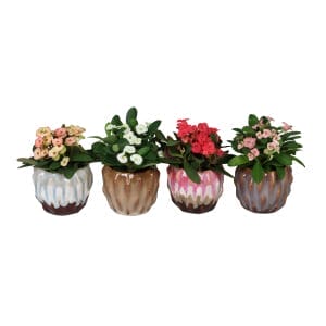 Euphorbia Milii MIX