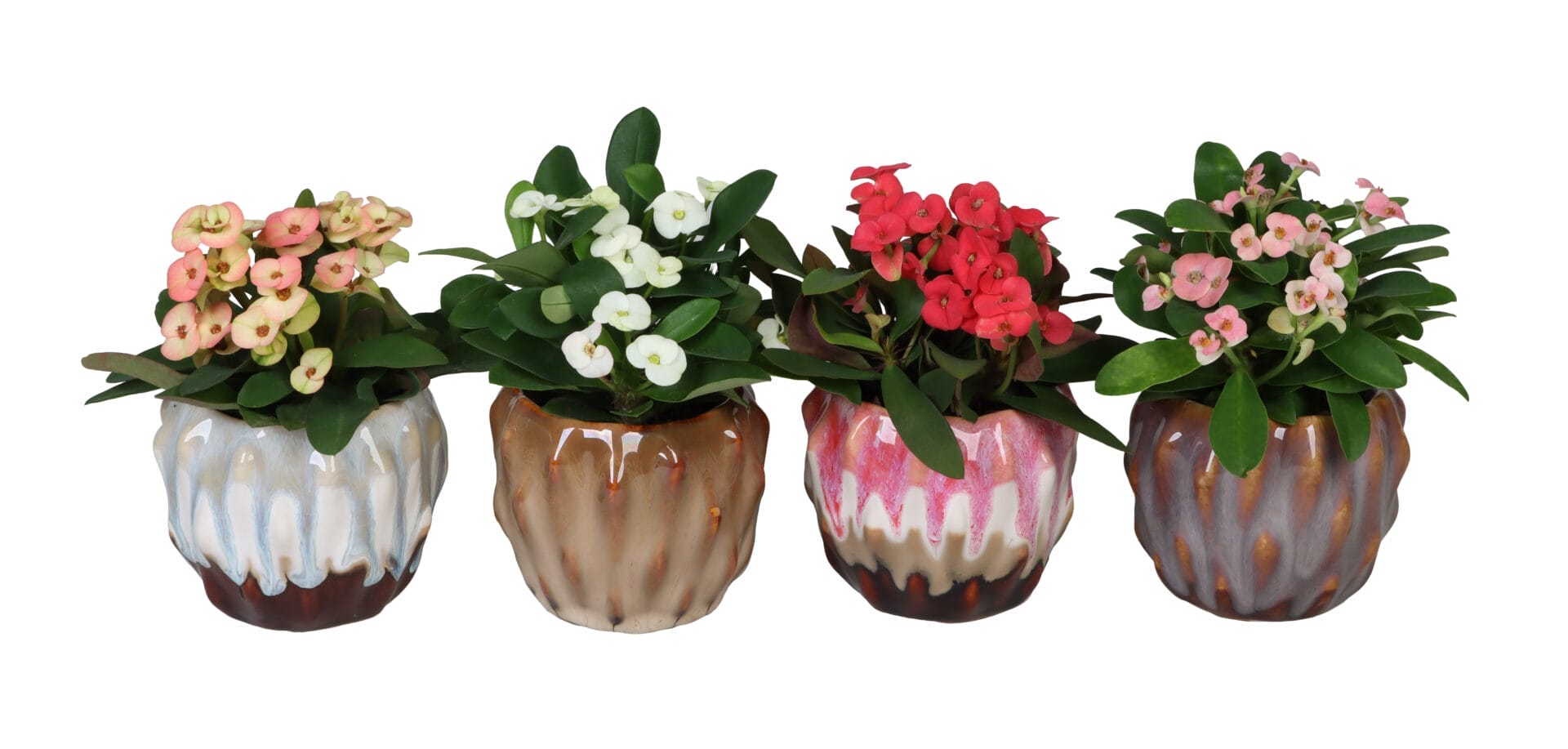 Euphorbia Milii MIX