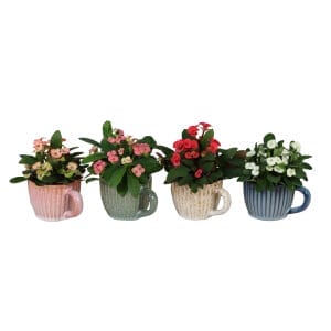 Euphorbia Milii MIX