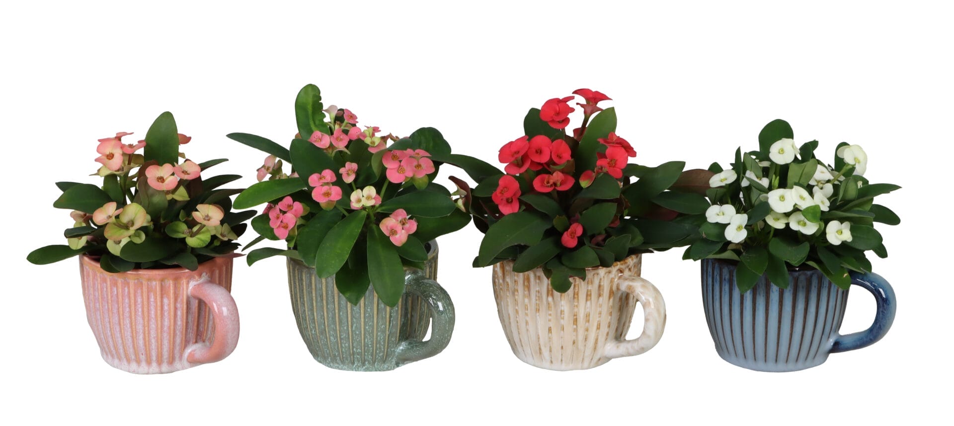 Euphorbia Milii MIX