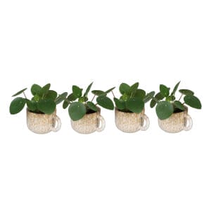 Pilea Peperomioides
