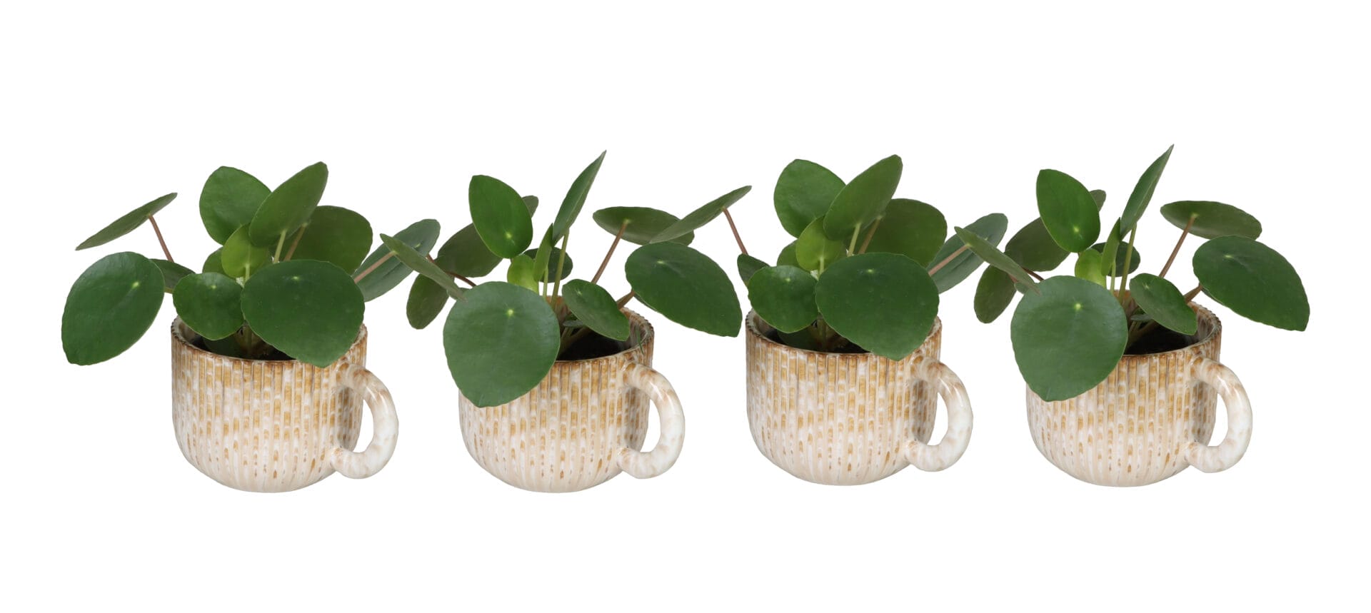Pilea Peperomioides