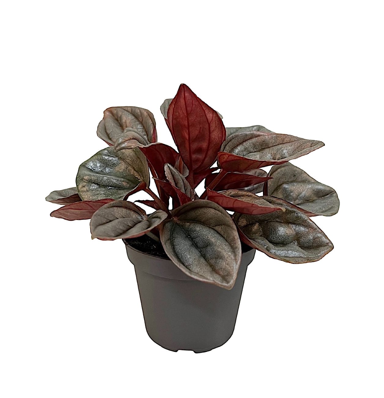 Peperomia Caperata Caracas
