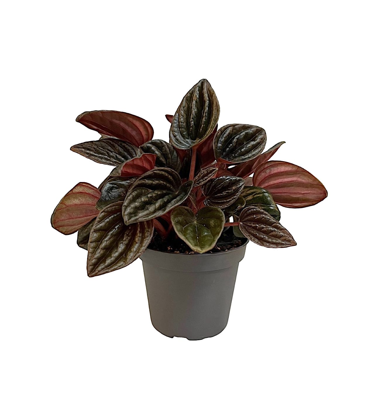 Peperomia Caperata Montevideo