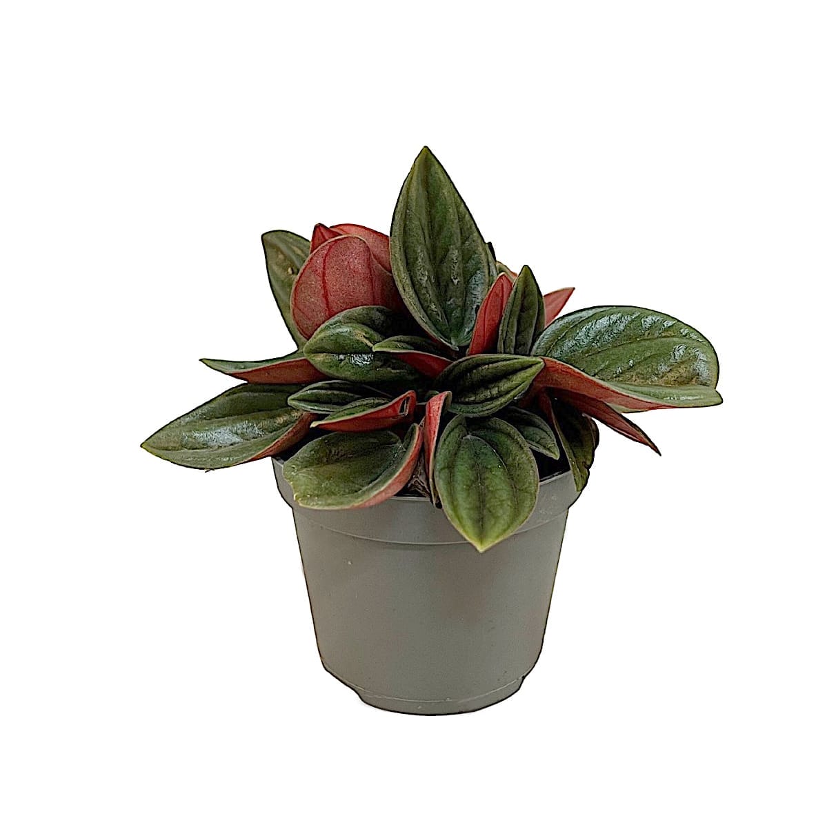 Peperomia Caperata Rosso