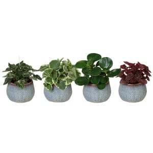 Peperomia MIX