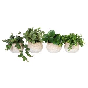 Peperomia MIX