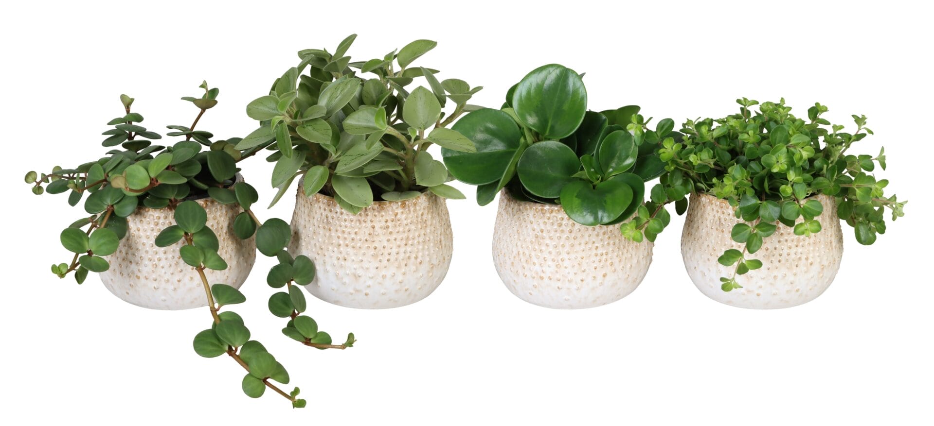 Peperomia MIX