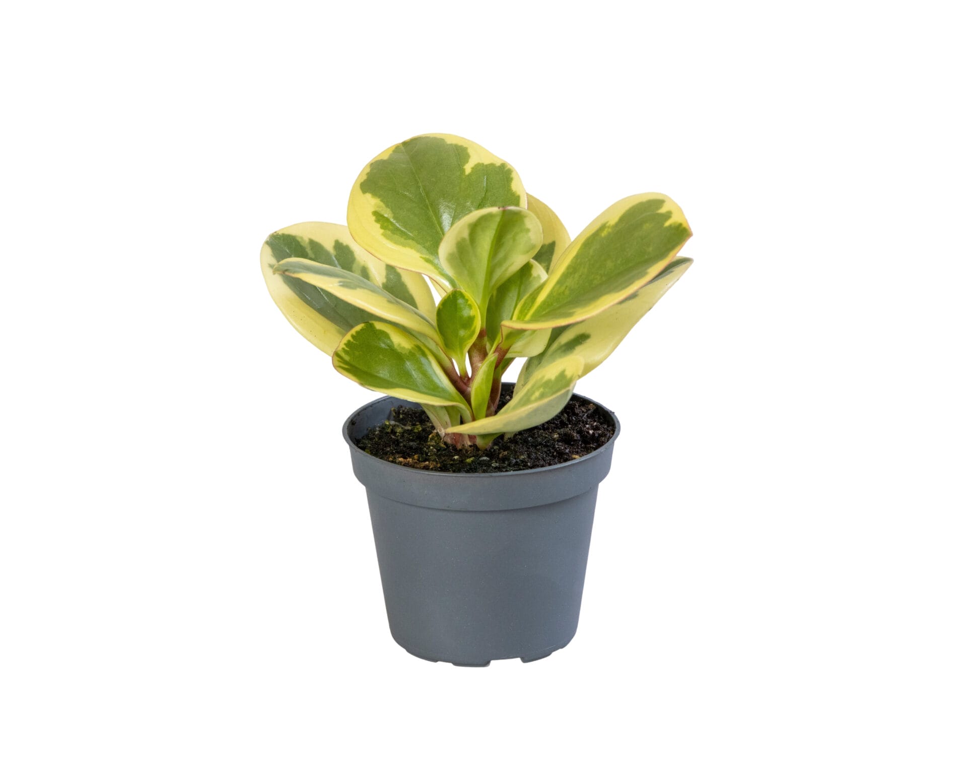 Peperomia Obtusifolia Bicolor