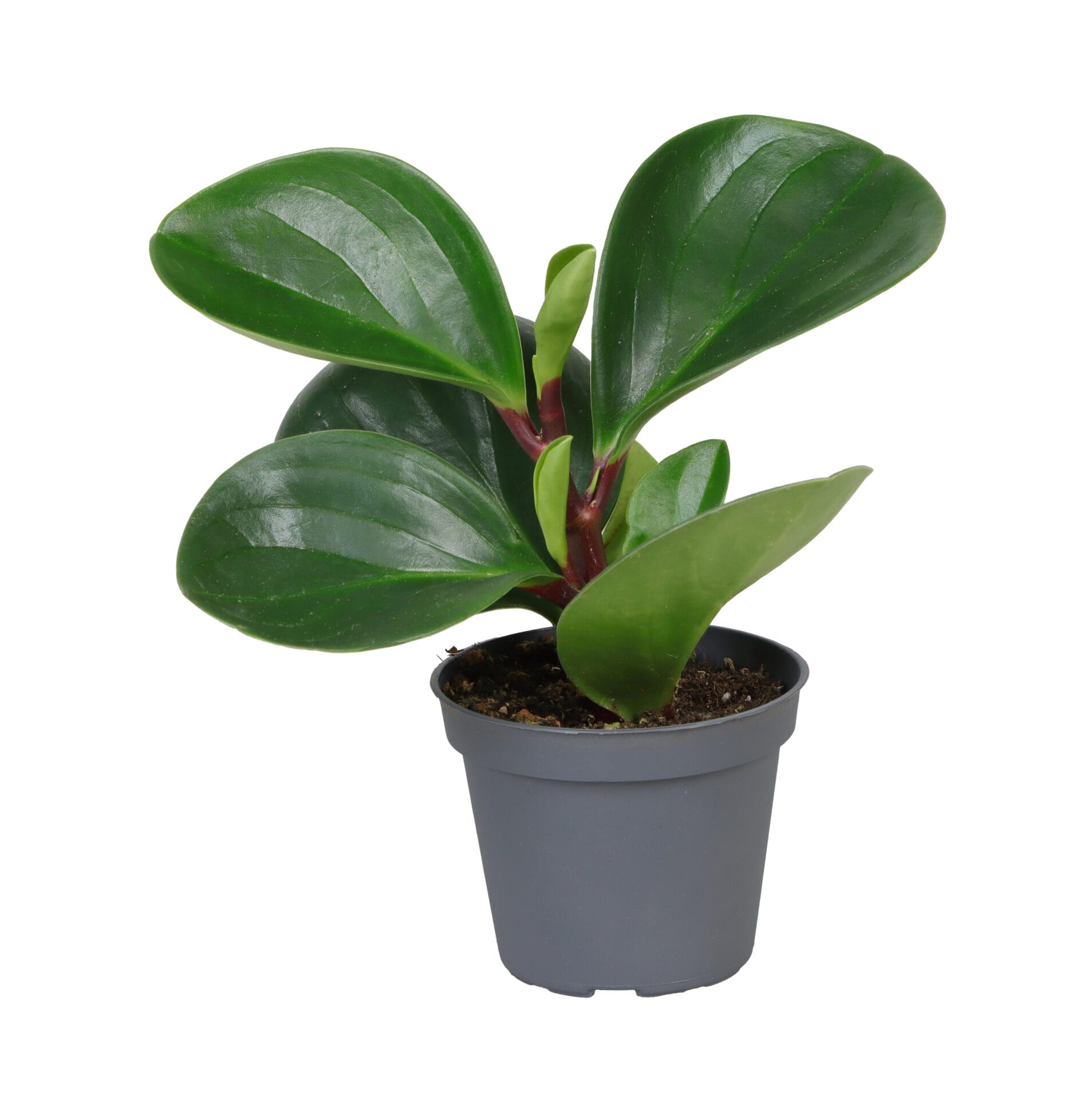 Peperomia Obtusifolia Red Canyon