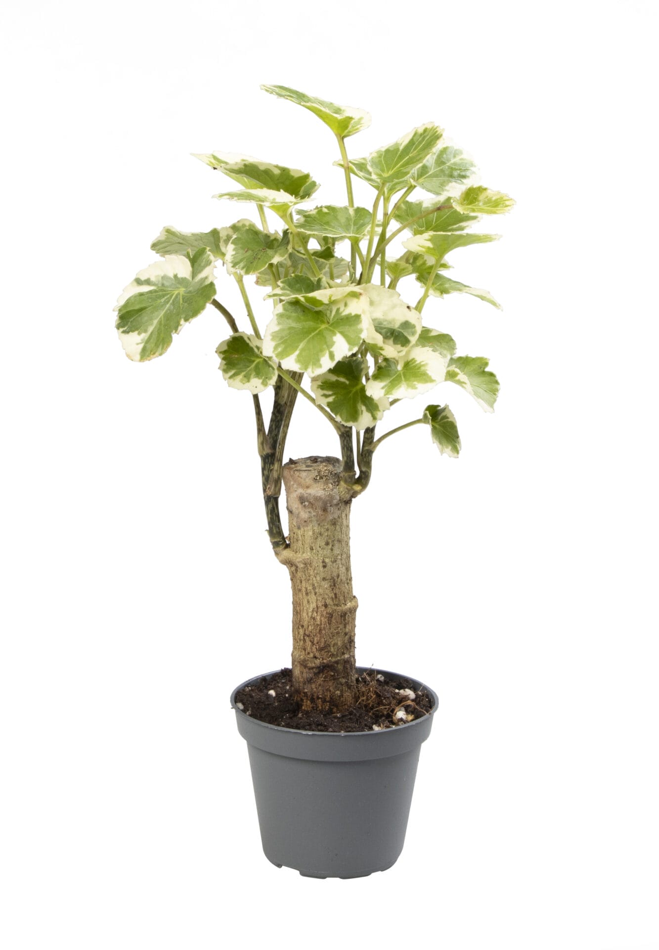 Polyscias Balfouriana