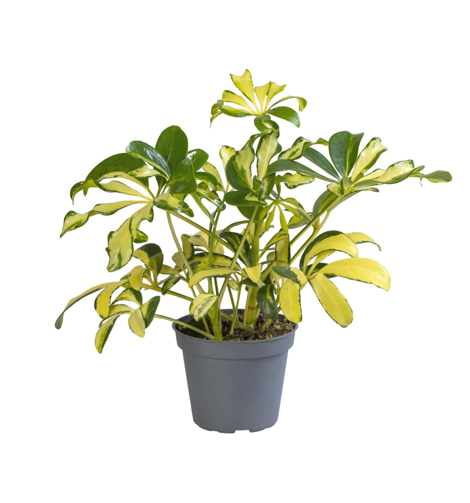 Schefflera Madame De Smet