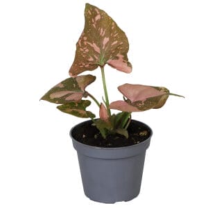 Syngonium Pink Splash