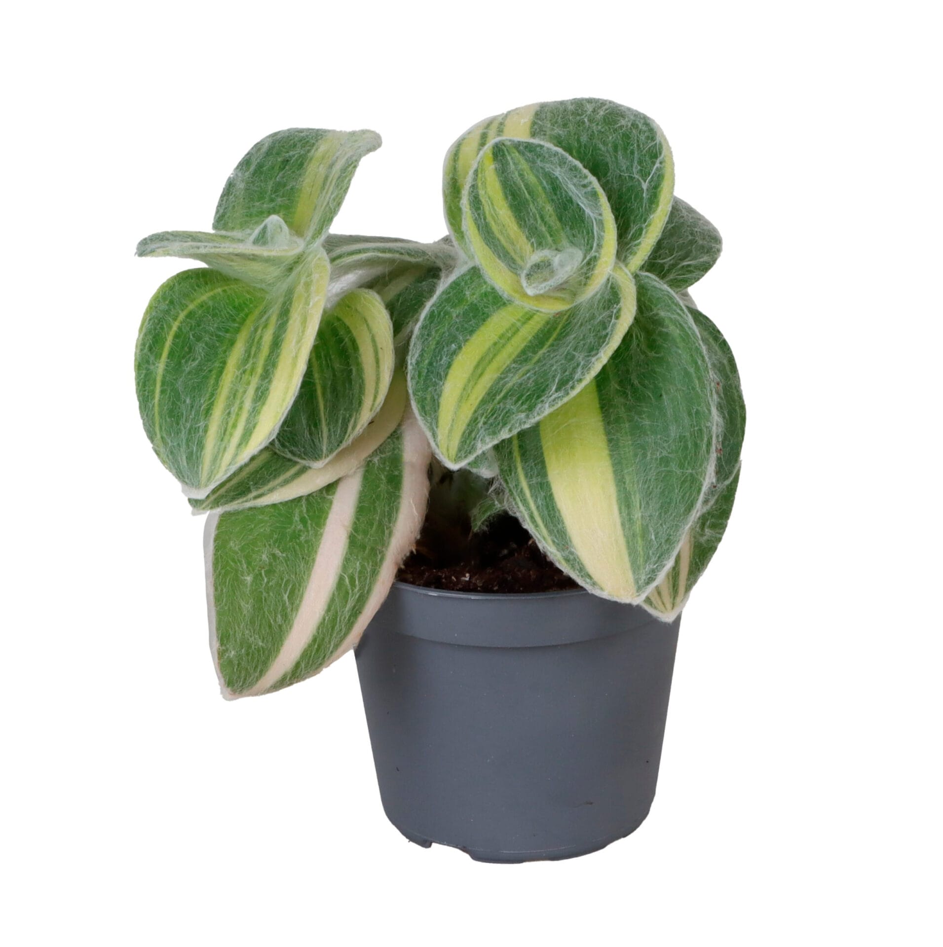 Tradescantia Sillamontana Variegata