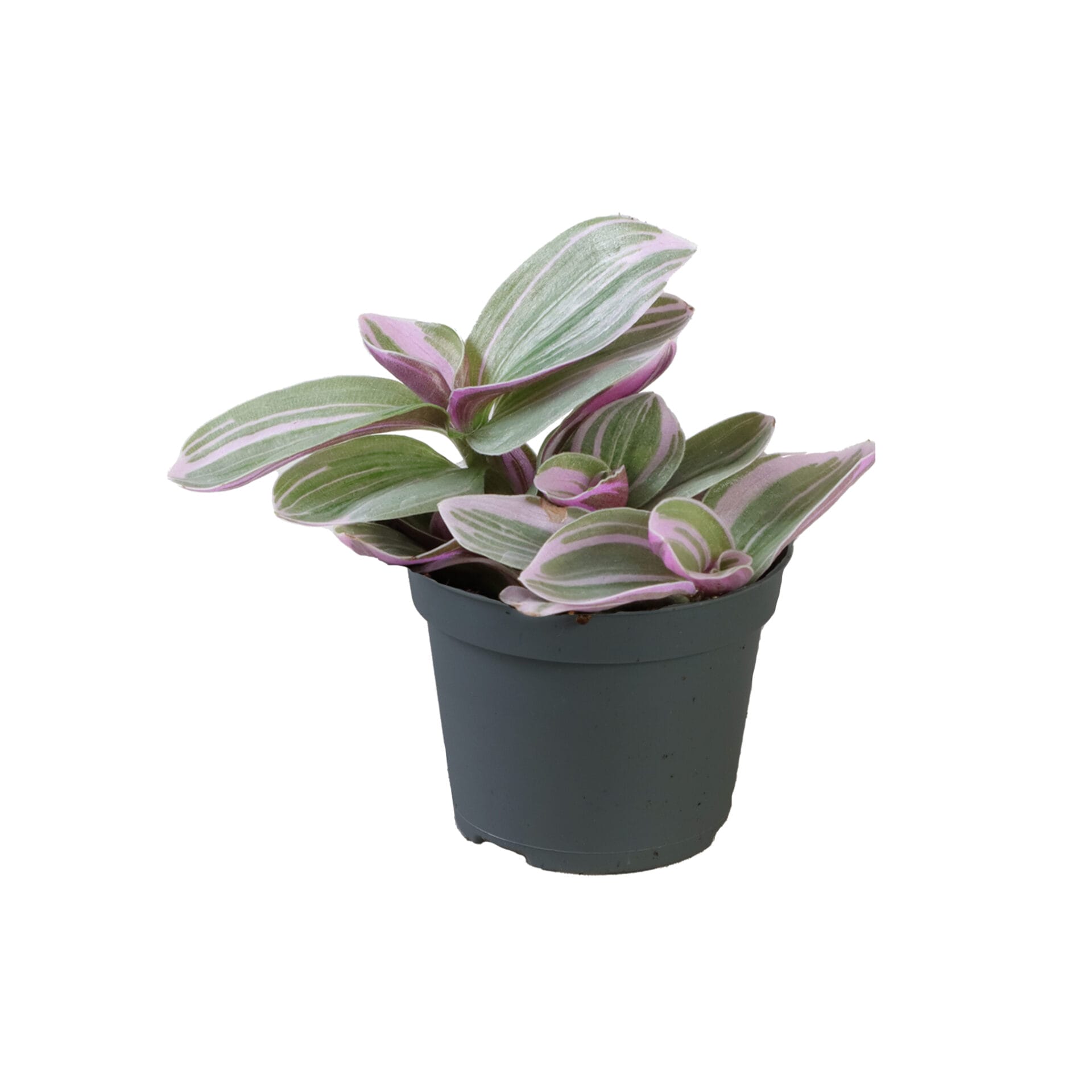 Tradescantia Cerinthoides Sweetness