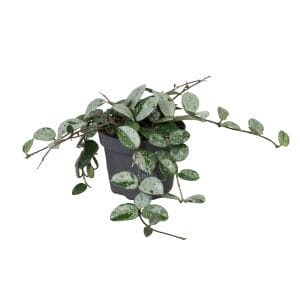 Hoya Mathilde Splash