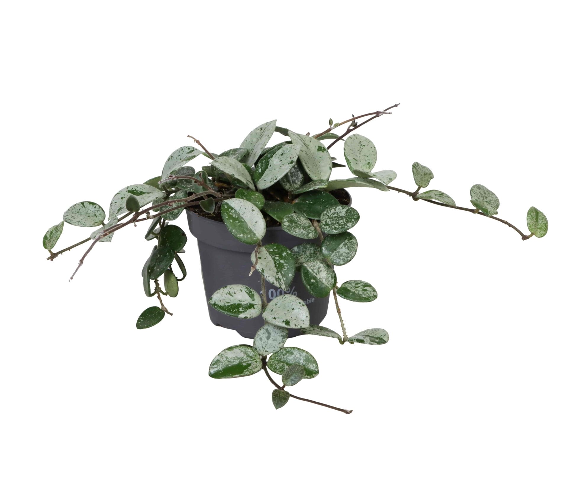 Hoya Mathilde Splash