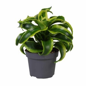 Dracaena Dragontree