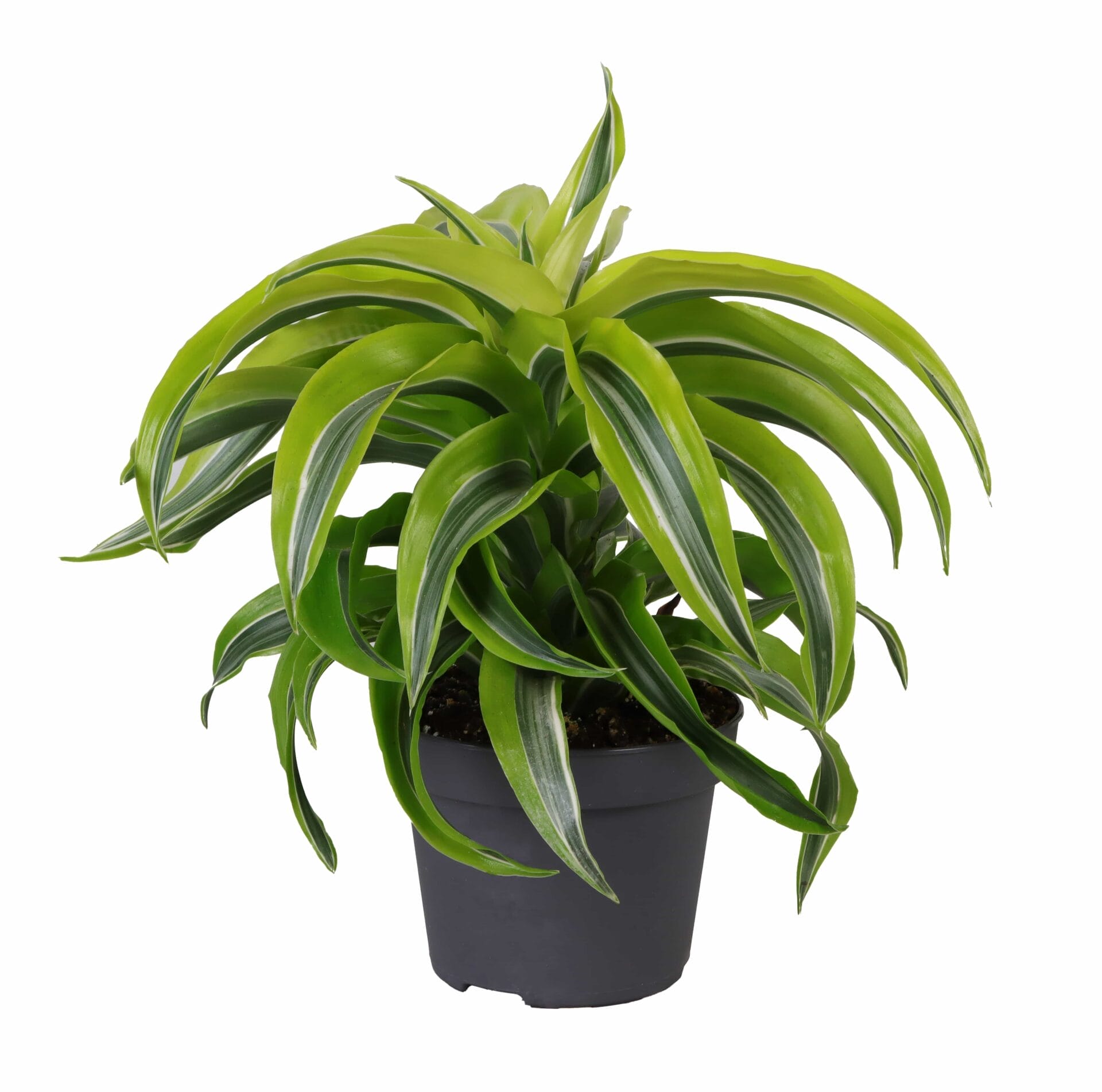 Dracaena Dragontree