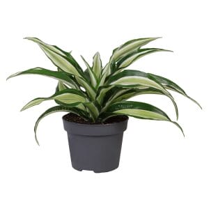 Dracaena Dragontree