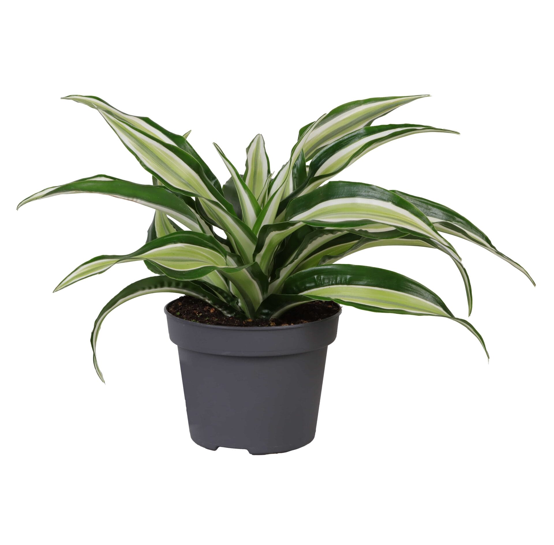 Dracaena Dragontree
