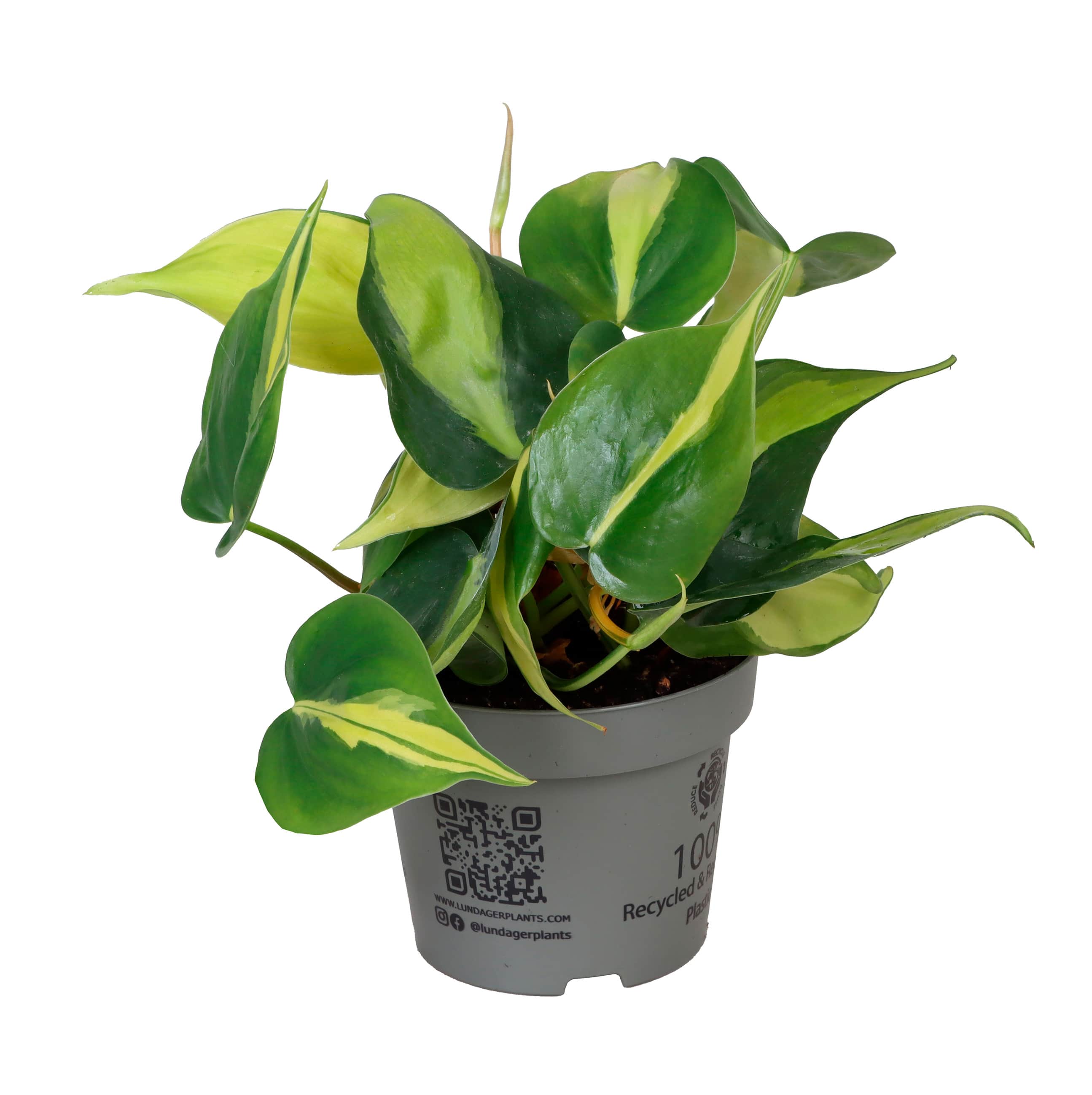 Philodendron Brazil