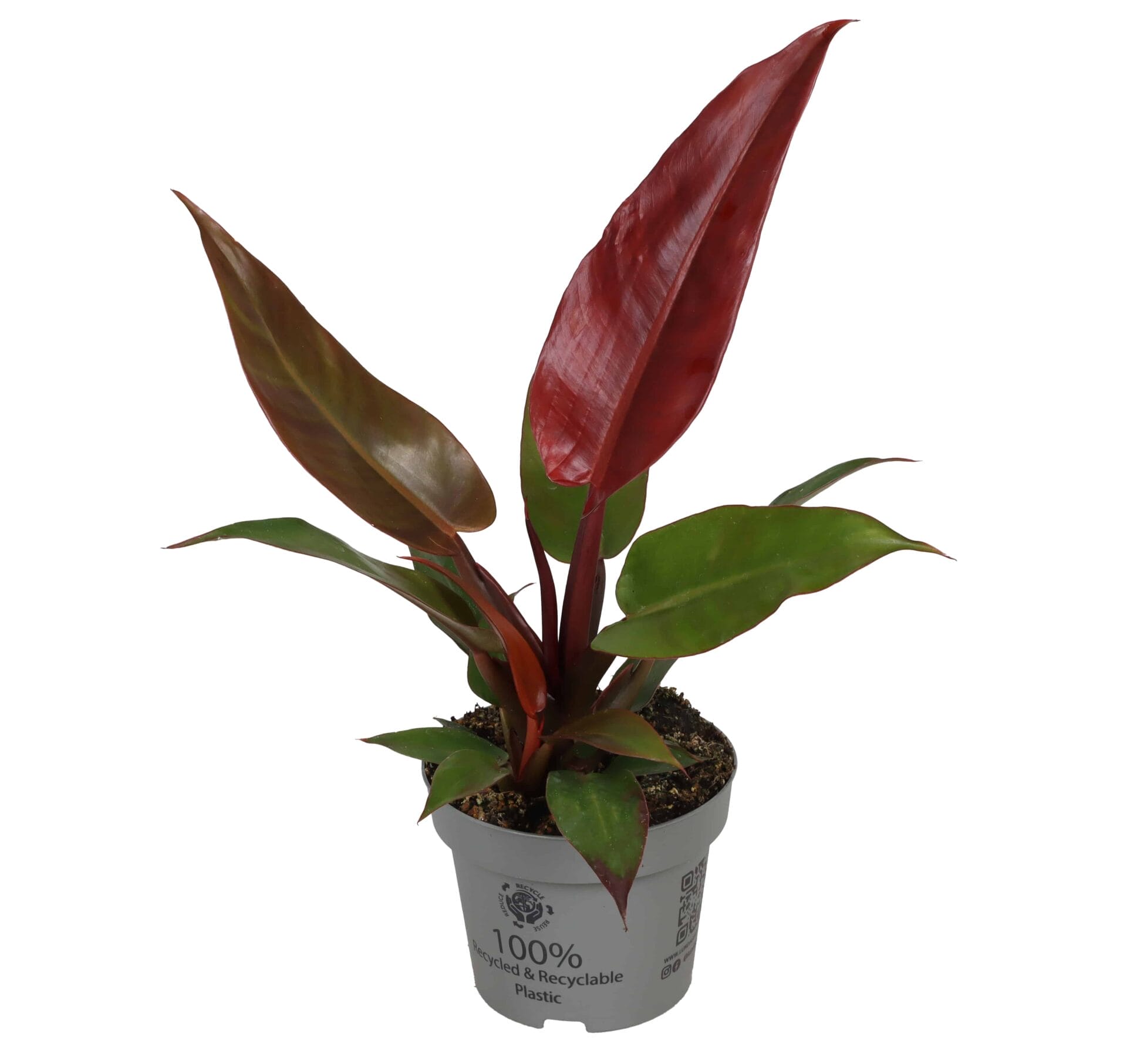 Philodendron Sun Red