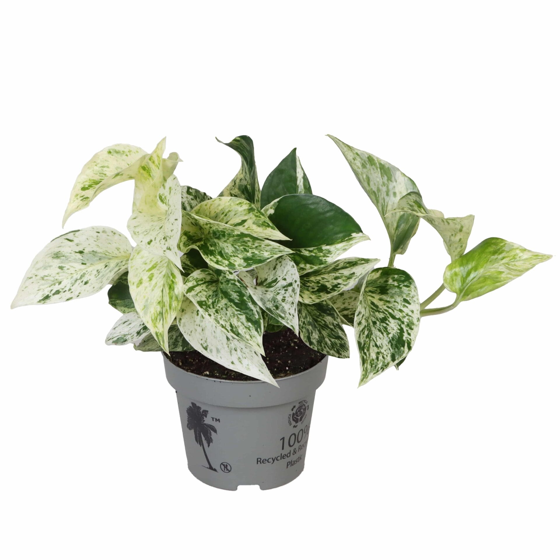 Epipremnum Marble Queen
