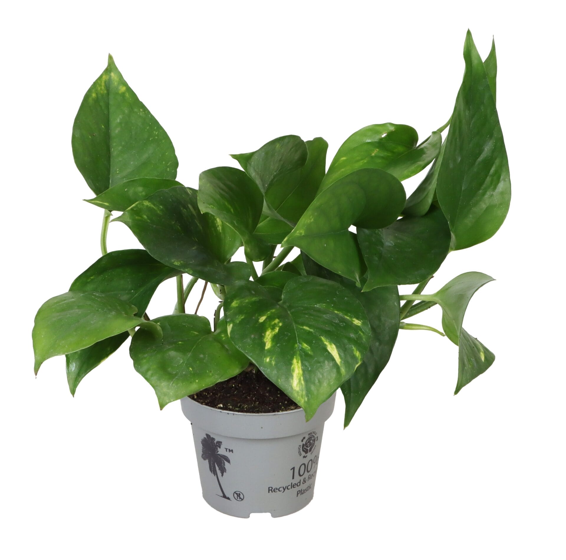 Epipremnum Aureus