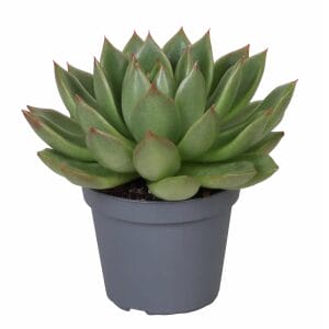 Echeveria Agavoides Christmas