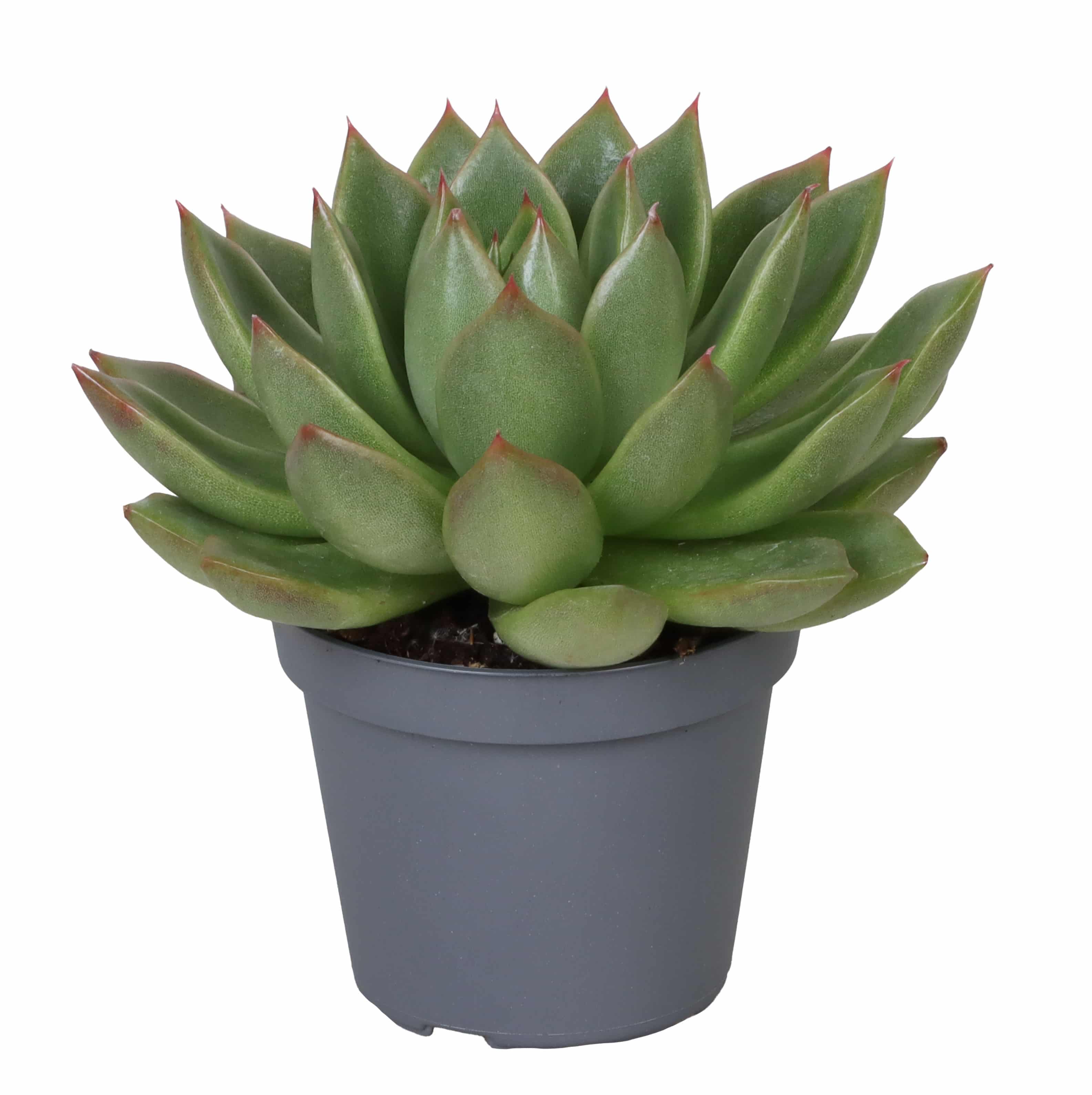 Echeveria Agavoides Christmas