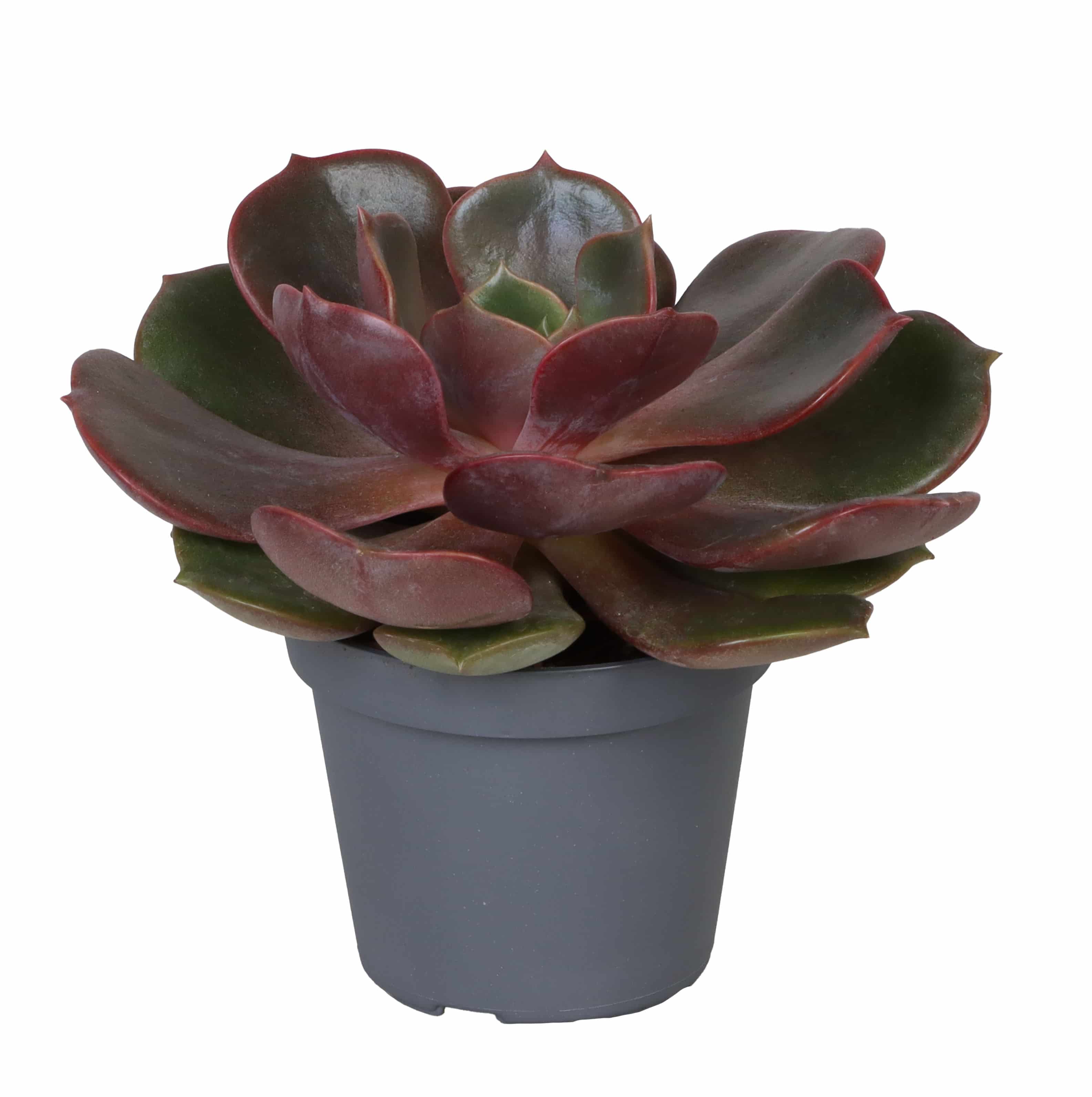 Echeveria Agavoides Mont