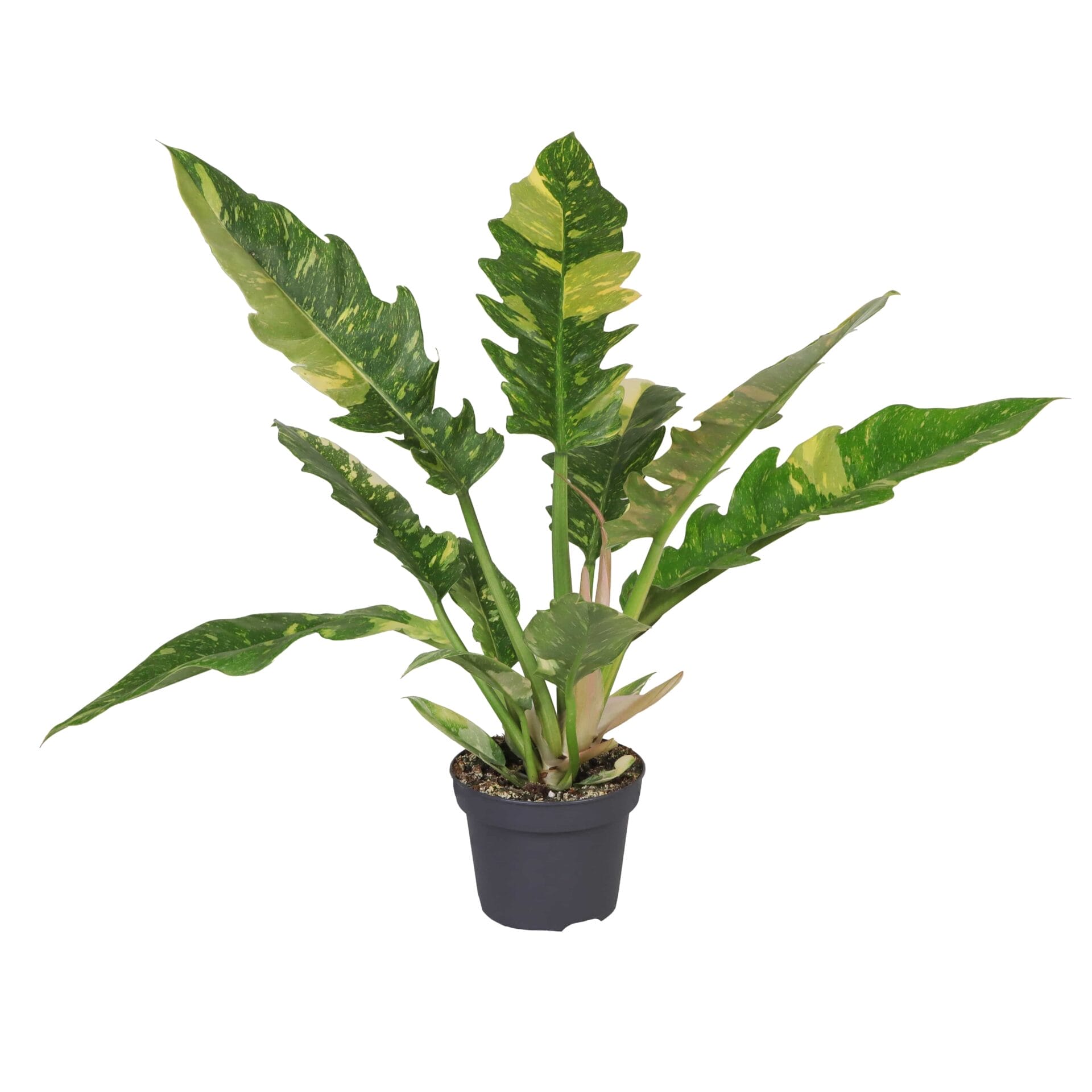 Philodendron Narrow Ring Of Fire