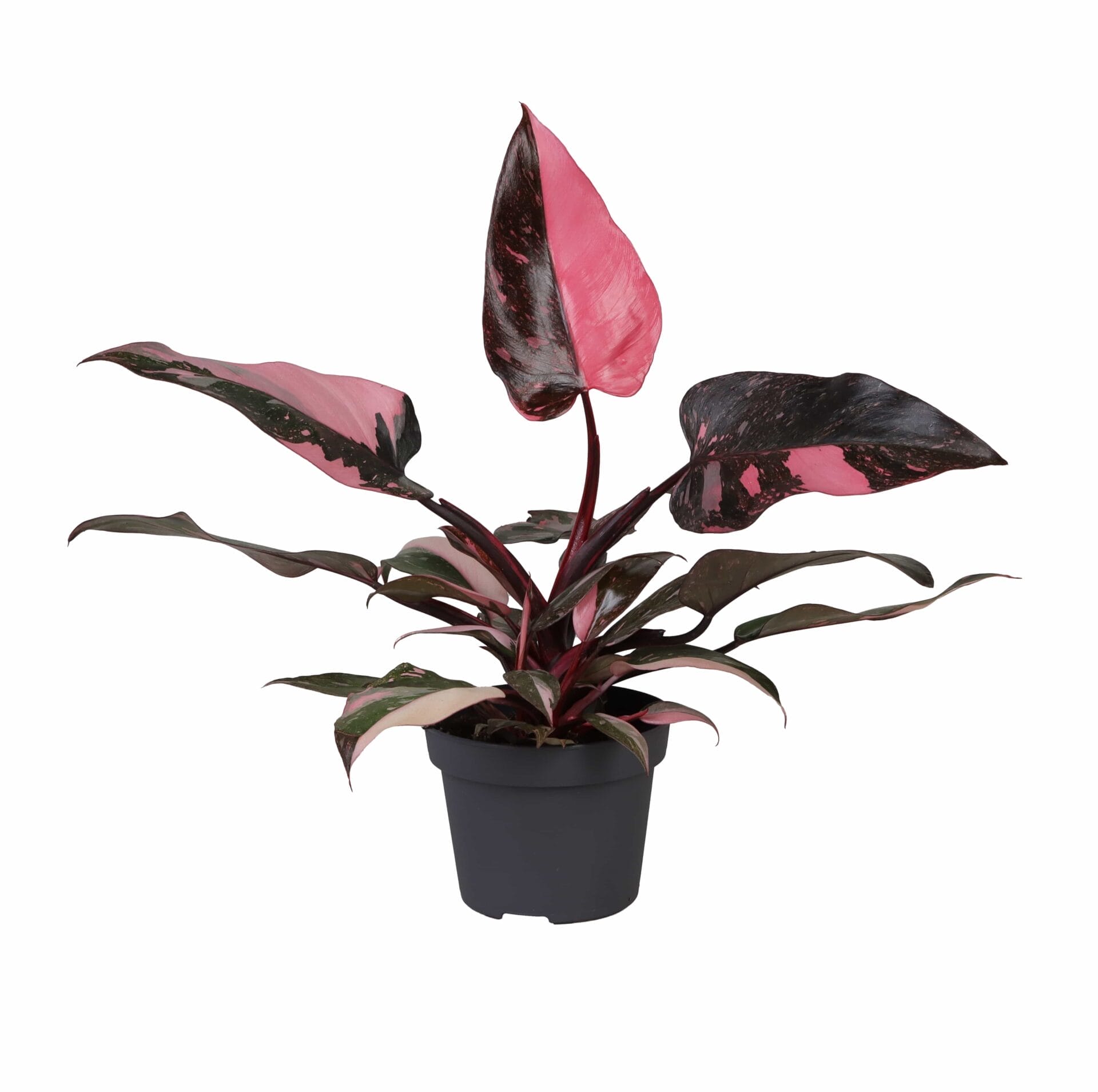 Philodendron Pink Princess Marble