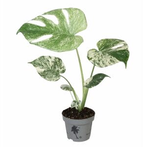 Monstera Mint Vareigata
