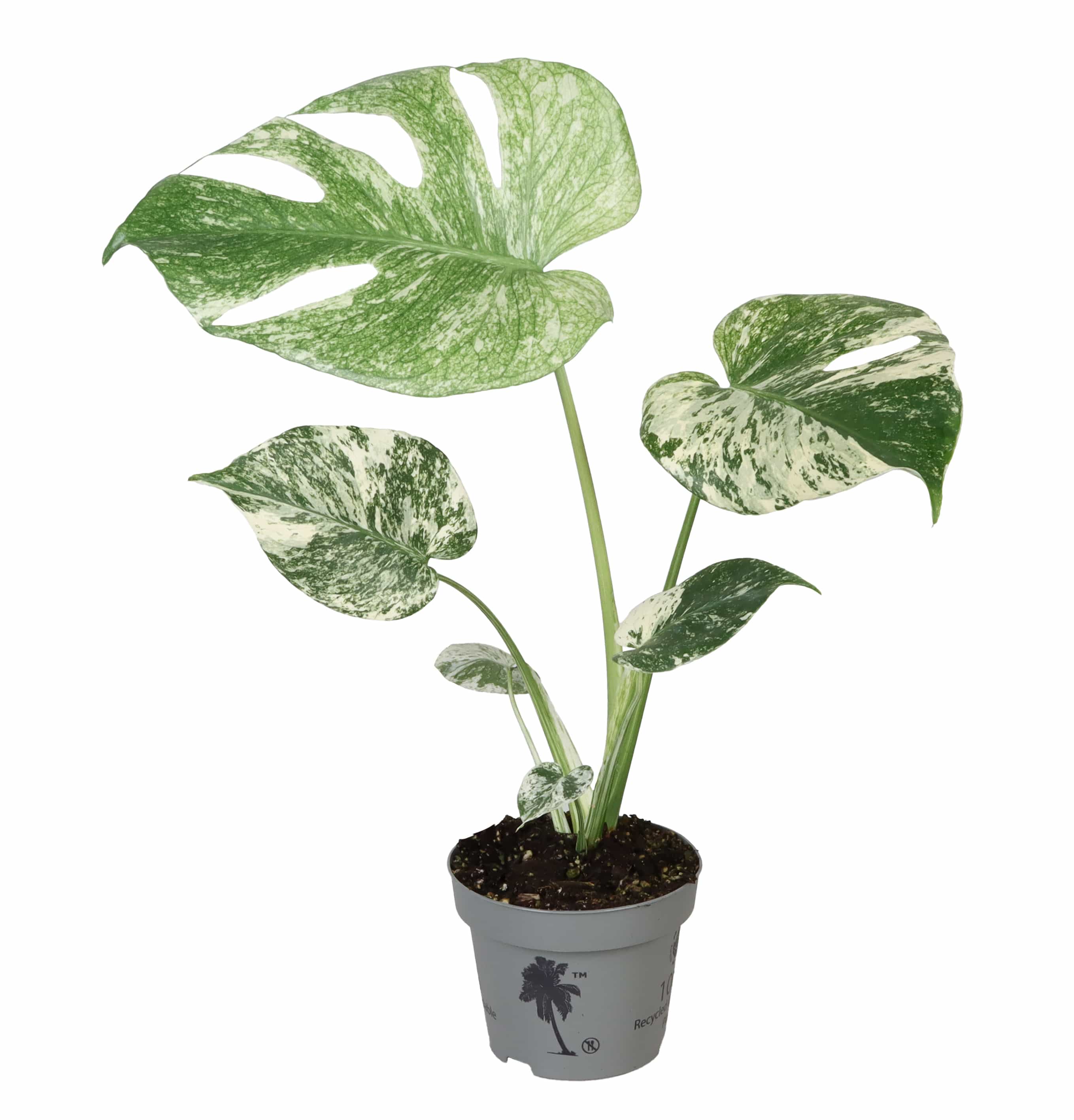 Monstera Mint Vareigata