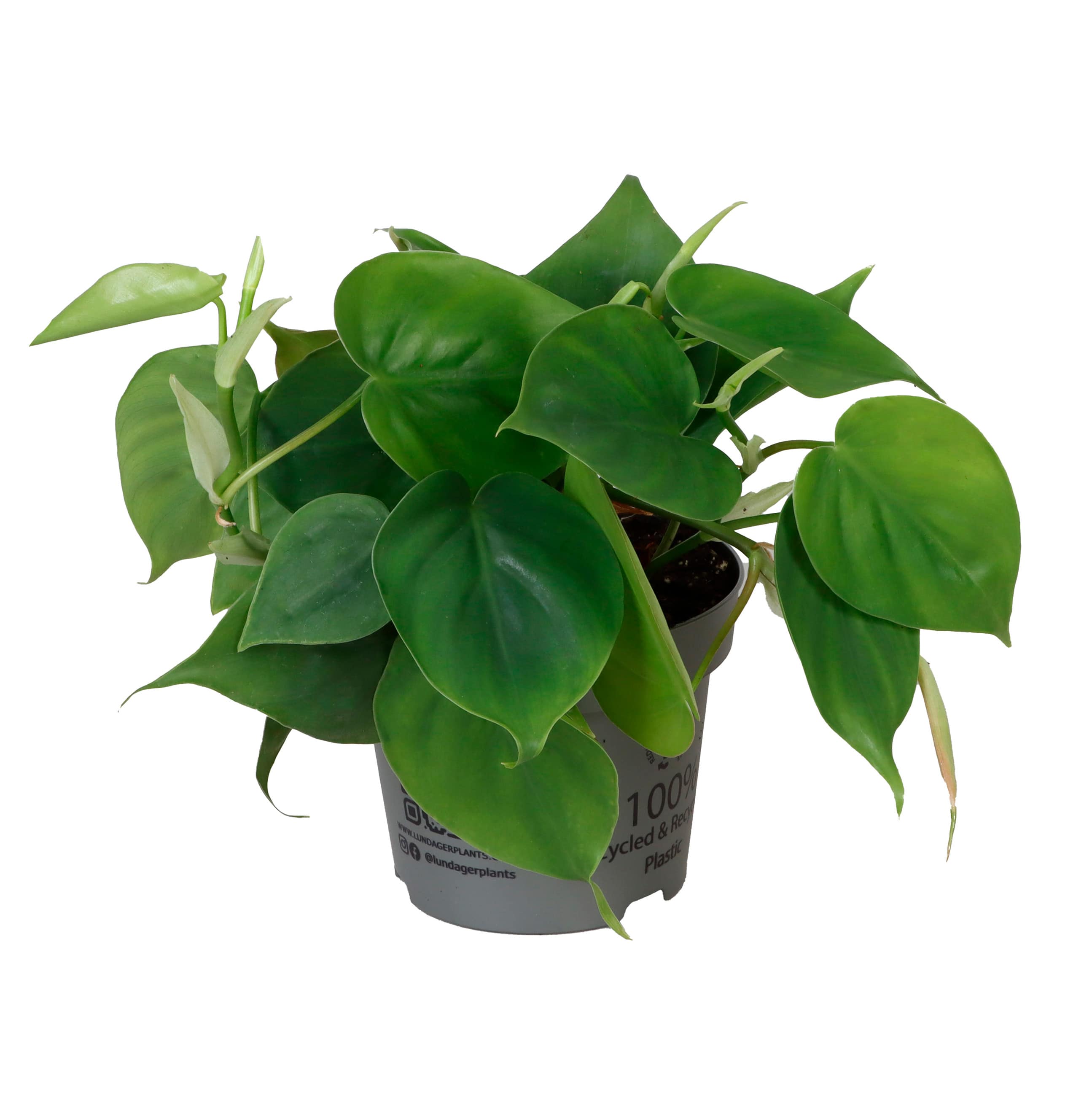Philodendron Scandens