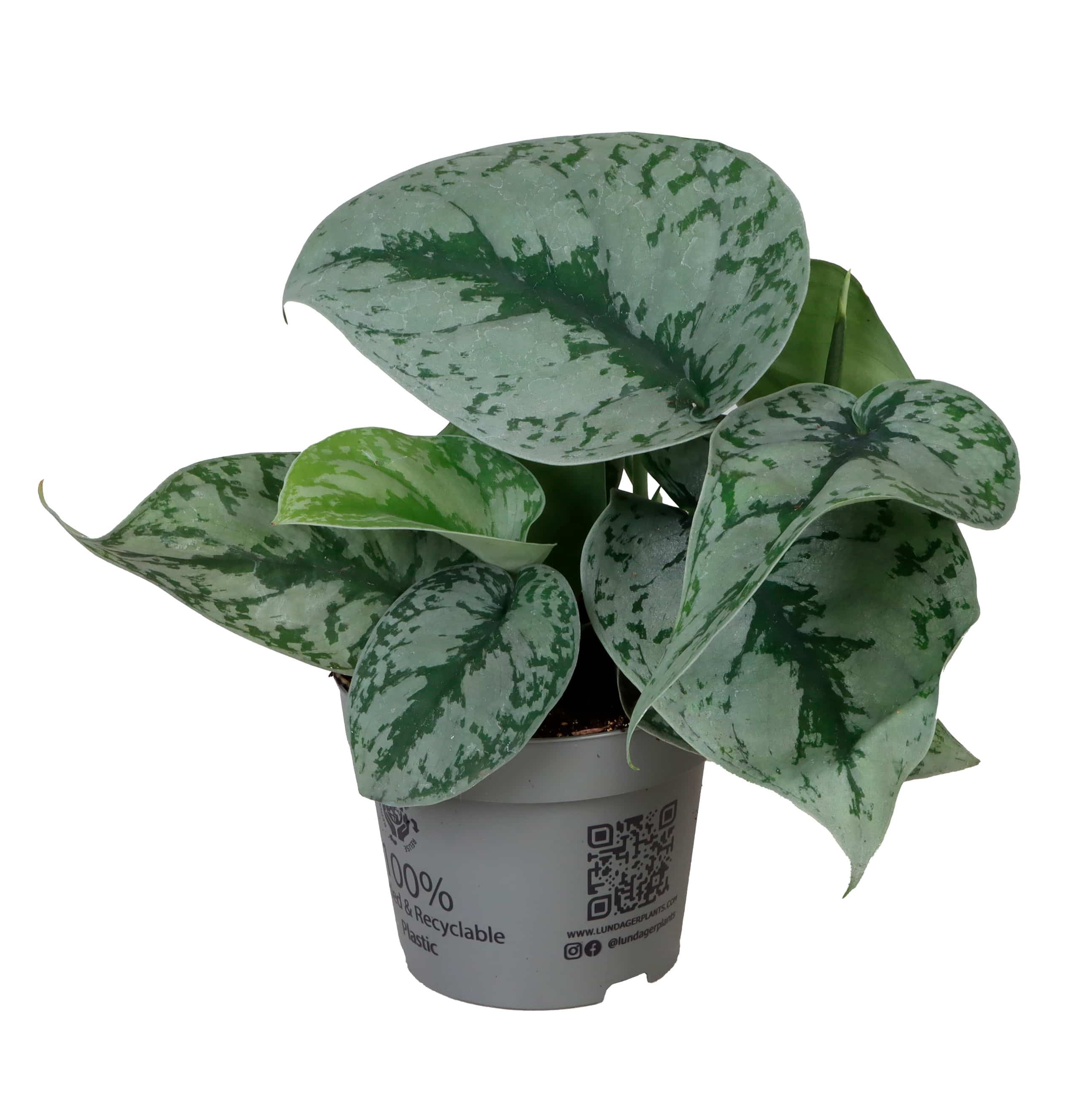 Philodendron Pictus