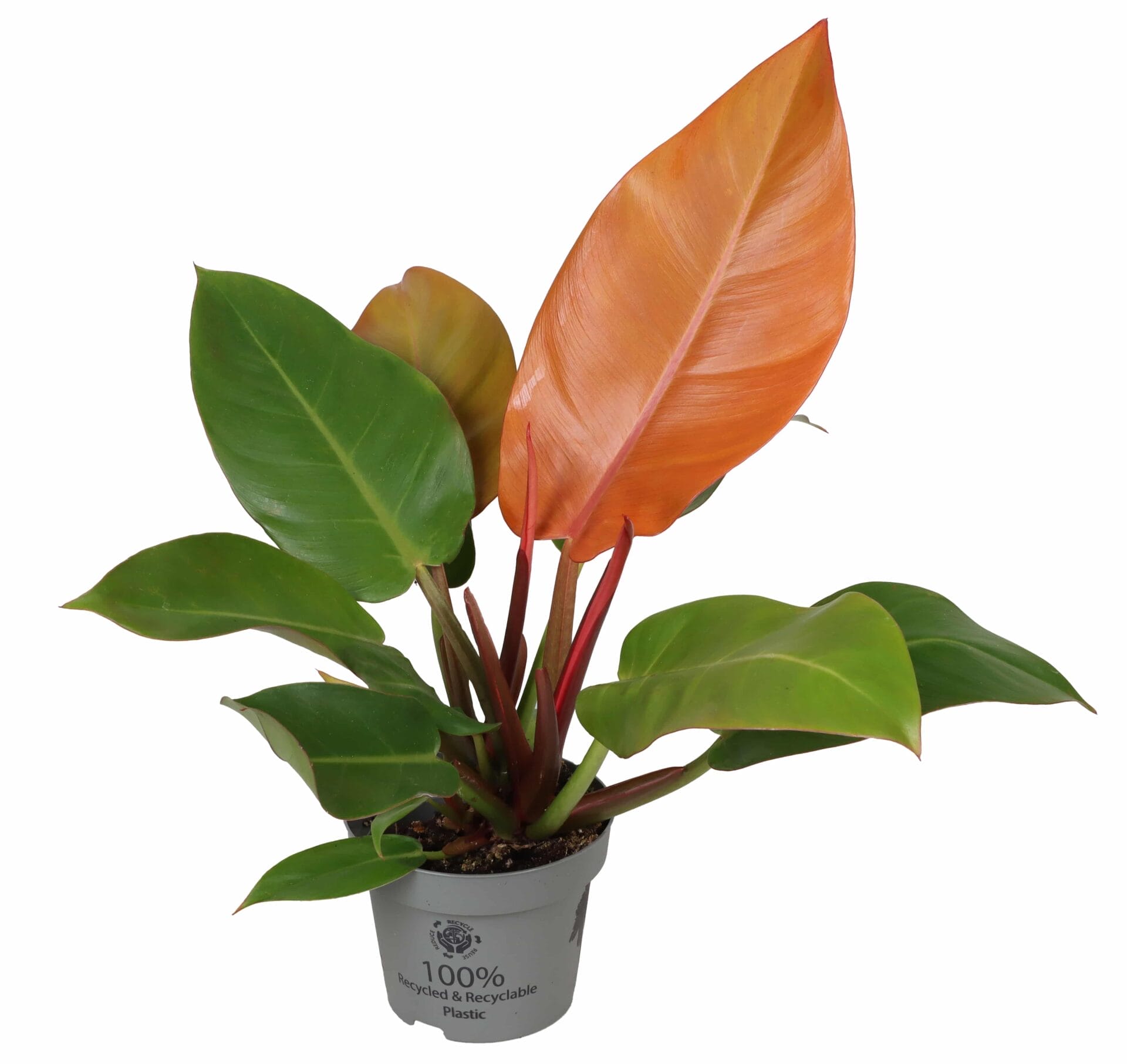 Philodendron Cherry Red