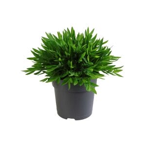 Pogonatherum Paniceum