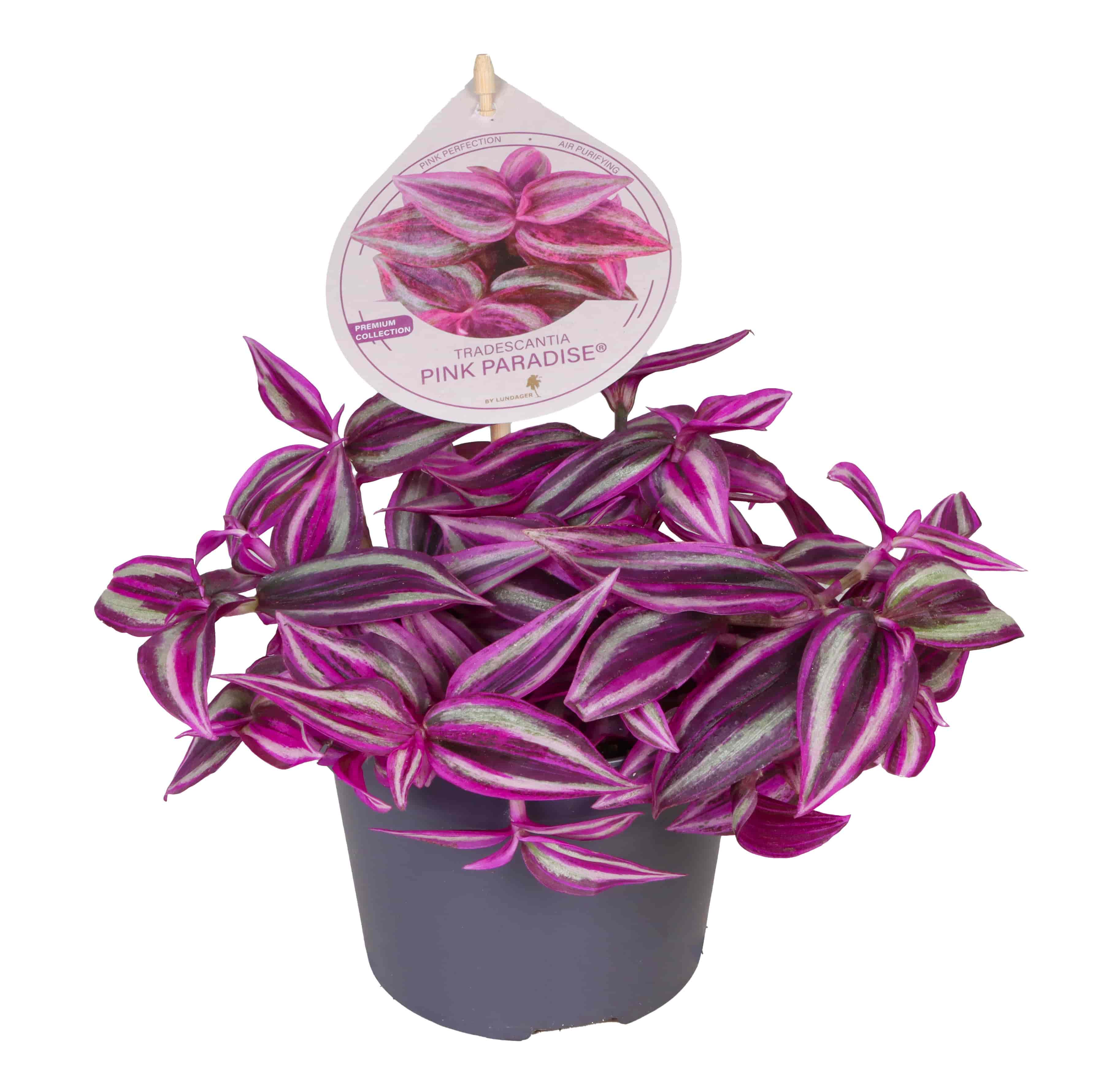 Tradescantia Zebrina Pink Paradise